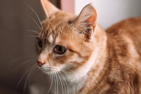В дар кошку. Маленький ангел, чудесный котенок-подросток Тигра в добрые руки. Фото1