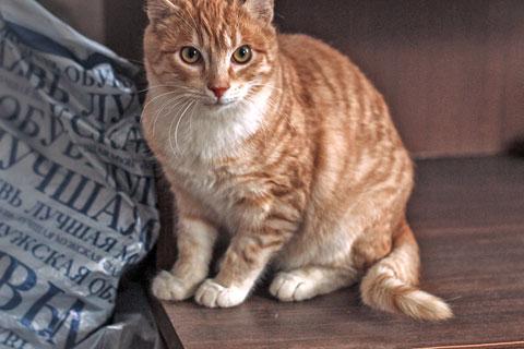 В дар кошку. Маленький ангел, чудесный котенок-подросток Тигра в добрые руки. Фото2