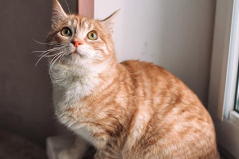 В дар кошку. Маленький ангел, чудесный котенок-подросток Тигра в добрые руки. Фото4