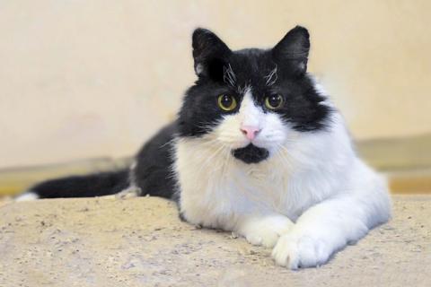 В дар кошку. Роскошный, очень добрый котик Атос, преданный людьми, ищет дом и . Фото1