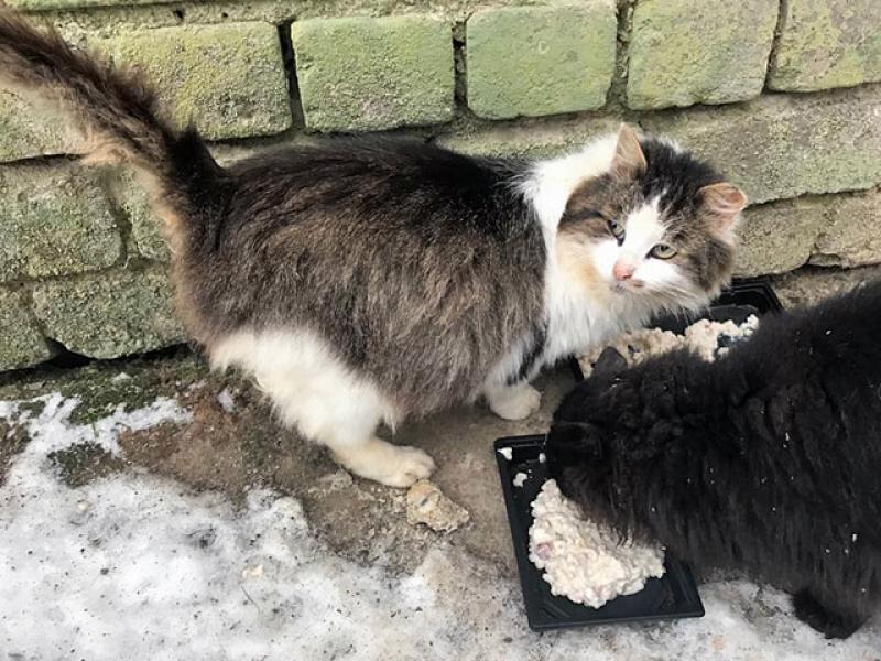 В дар кошку