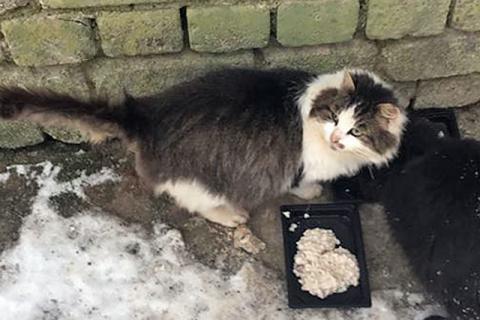 В дар кошку. Котик Мурзик, потерявший хозяйку, ищет дом и доброе сердце. Фото3