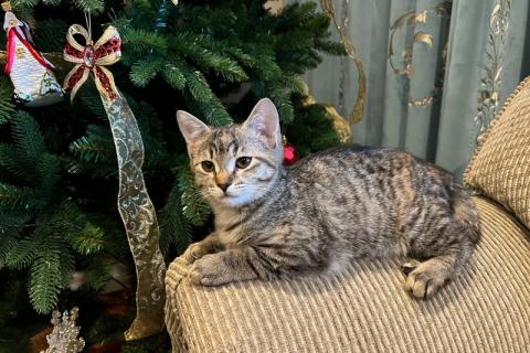 В дар кошку. Рыжий и серый котята в дар. Фото4