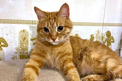 В дар кошку. Степа, милый, трогательный котик-подросток в добрые руки. Фото1