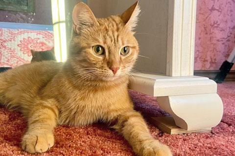 В дар кошку. Степа, милый, трогательный котик-подросток в добрые руки. Фото2