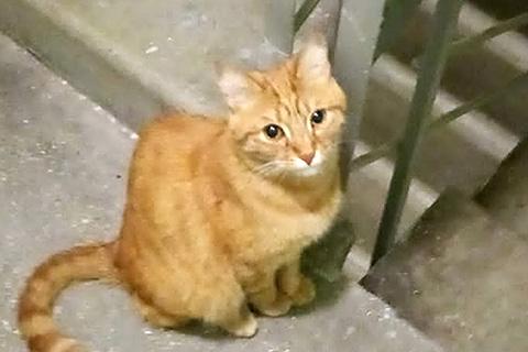 В дар кошку. Степа, милый, трогательный котик-подросток в добрые руки. Фото4