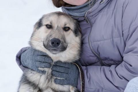 В дар собаку. Замечательные щенки Мистер Бонд и Белла ищут дом. Фото2
