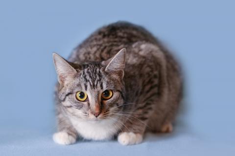В дар кошку. Гладкошерстная, изящная, как статуетка кошечка Саша в дар. Фото1