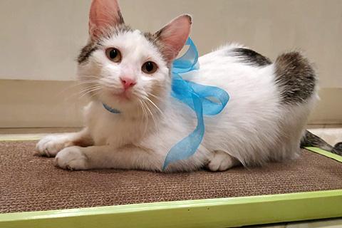 В дар кошку. Мисюсь, кошечка из Вашего детства в добрые руки. Фото1