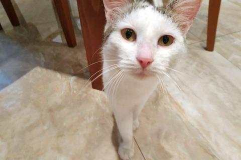 В дар кошку. Мисюсь, кошечка из Вашего детства в добрые руки. Фото3