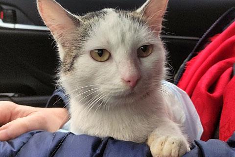 В дар кошку. Мисюсь, кошечка из Вашего детства в добрые руки. Фото4
