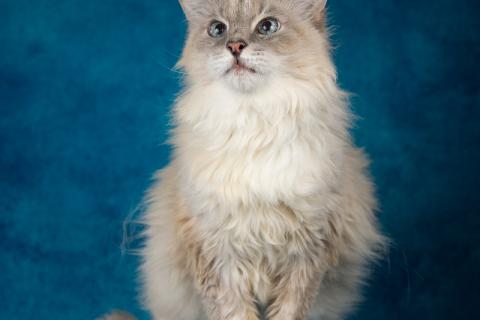 В дар кошку. Породистая невская маскарадная кошка Диана ищет дом. Фото1