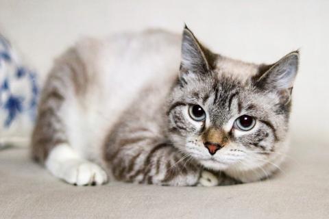 В дар кошку. Котята-подростки — метисы тайской и британской породы в дар. Фото1
