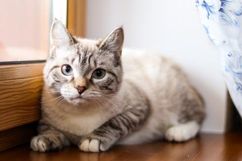 В дар кошку. Котята-подростки — метисы тайской и британской породы в дар. Фото4
