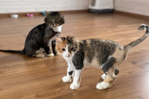 В дар кошку. Неразлучные друзья Фил и Ханна ищут дом Один дом на двоих. Фото1