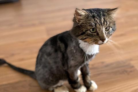 В дар кошку. Неразлучные друзья Фил и Ханна ищут дом Один дом на двоих. Фото2