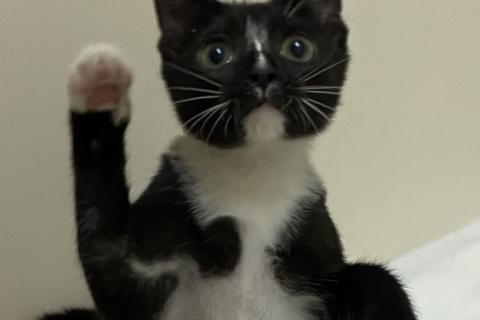 В дар кошку. Очаровательный котенок Осип в дар. Фото1