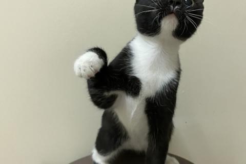 В дар кошку. Очаровательный котенок Осип в дар. Фото3