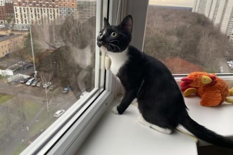 В дар кошку. Очаровательный котенок Осип в дар. Фото4