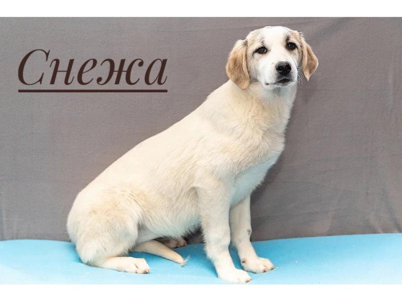 В дар собаку