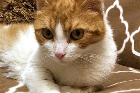 В дар кошку. Самая ласковая на свете, домашняя кошечка Мурочка в добрые руки. Фото3