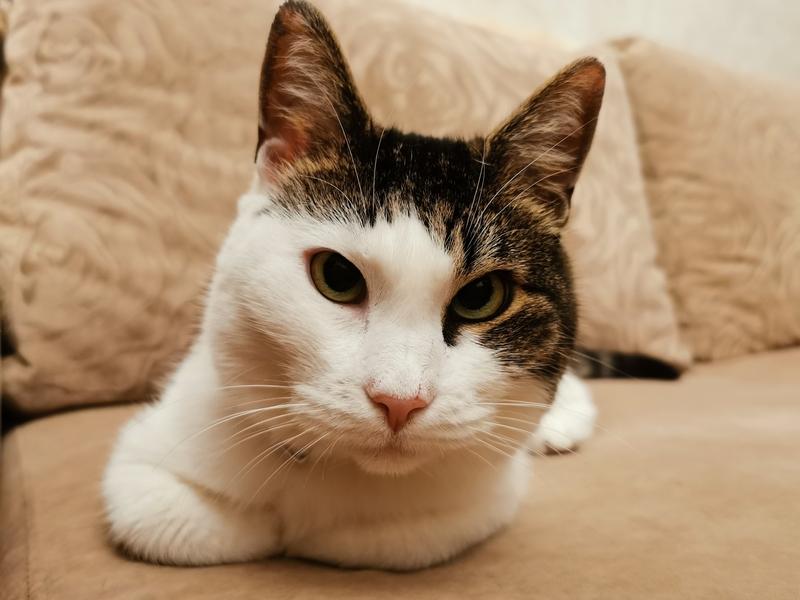В дар кошку