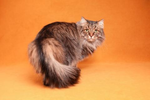 В дар кошку. Норвежский лесной кот Матс в добрые руки. Фото1