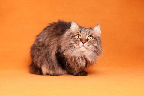В дар кошку. Норвежский лесной кот Матс в добрые руки. Фото2