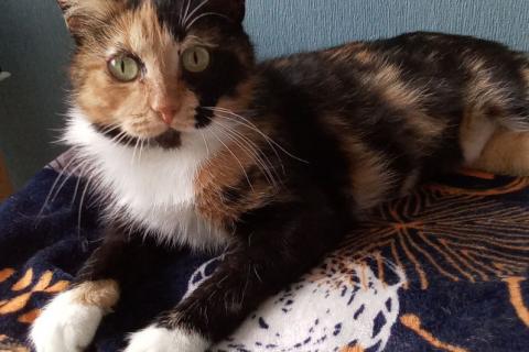 В дар кошку. Трехцветная кошка Кошка в дар. Фото1