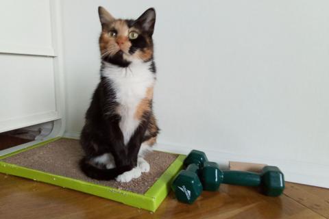 В дар кошку. Трехцветная кошка Кошка в дар. Фото2