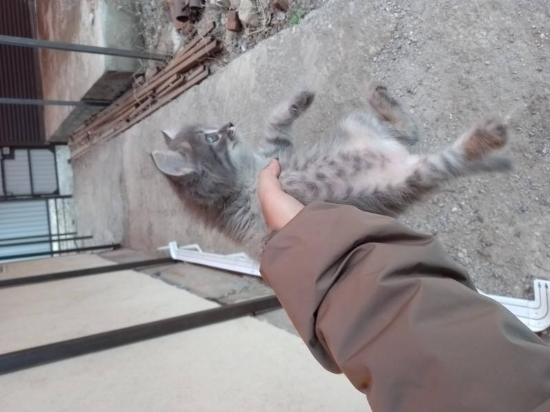 В дар кошку
