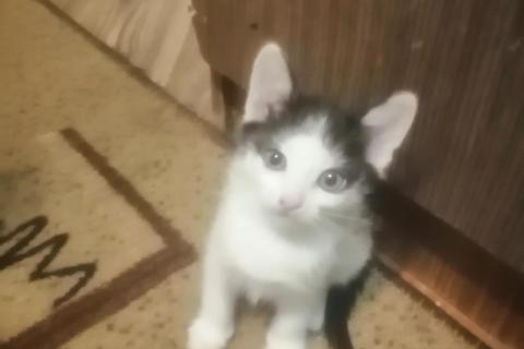 В дар кошку. Котята . Фото2
