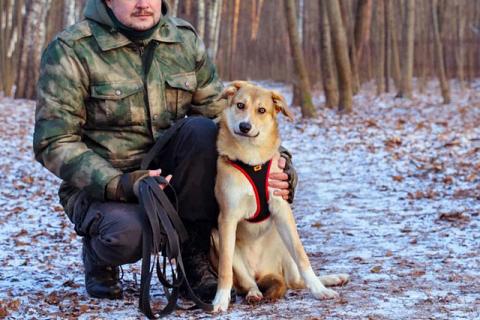 В дар собаку. Идеальный компаньон для всей семьи, молодая собака Лесса в добрые. Фото2