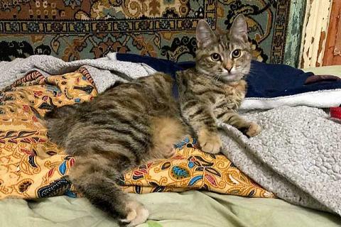 В дар кошку. Полосатое чудо Нирвана, девочка-котенок, жертва садистов ищет дом. Фото1