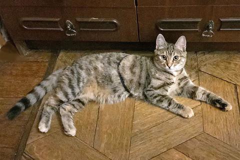 В дар кошку. Полосатое чудо Нирвана, девочка-котенок, жертва садистов ищет дом. Фото2