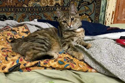 В дар кошку. Полосатое чудо Нирвана, девочка-котенок, жертва садистов ищет дом. Фото3