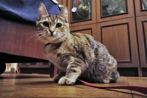 В дар кошку. Полосатое чудо Нирвана, девочка-котенок, жертва садистов ищет дом. Фото4