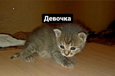 В дар кошку. Котята в добрые руки. Фото1