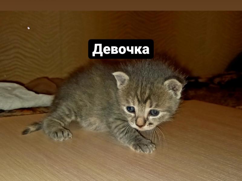 В дар кошку