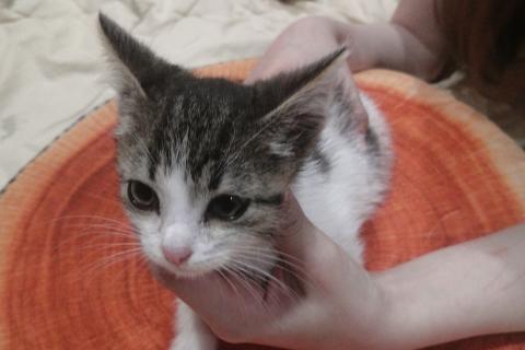 Потерял/Нашел кошку. Котенок в добрые руки. Фото1