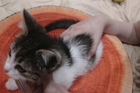 Потерял/Нашел кошку. Котенок в добрые руки. Фото3