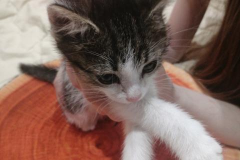 Потерял/Нашел кошку. Котенок в добрые руки. Фото4