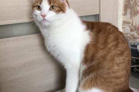 В дар кошку. Крупный рыжий кот с золотыми глазами Валера в добрые руки. Фото1