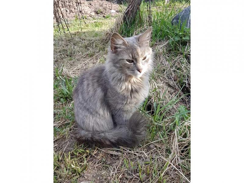 В дар кошку