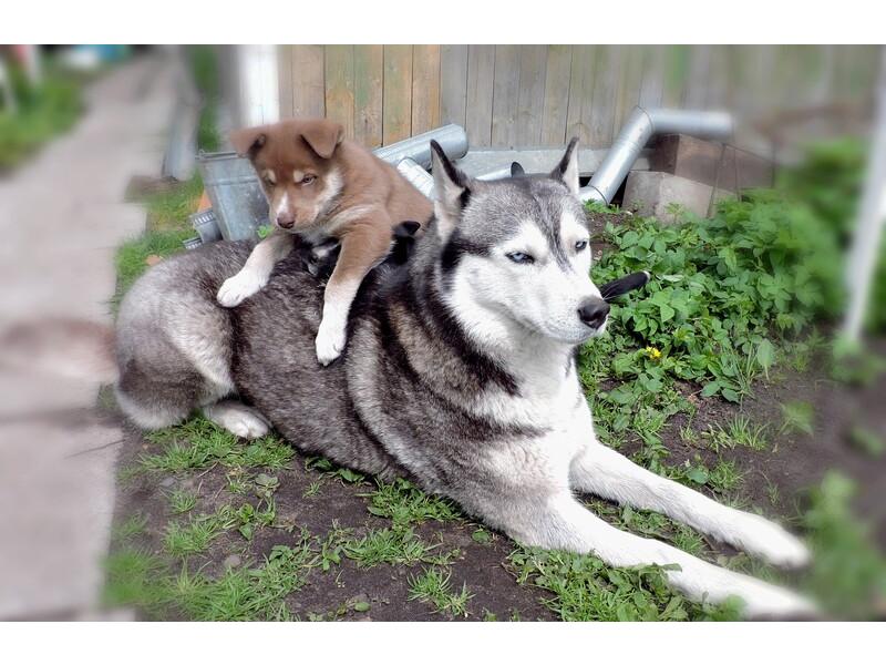 В дар собаку