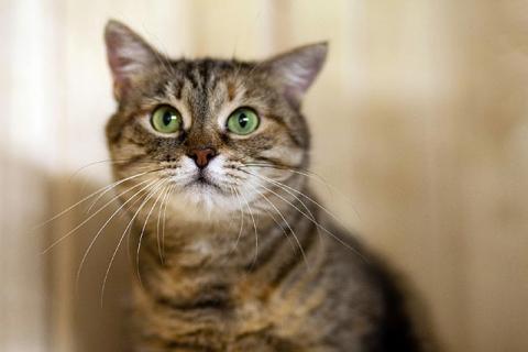 В дар кошку. Дуся, кошечка из Вашего детства в добрые руки. Фото1