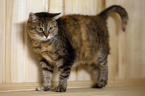 В дар кошку. Дуся, кошечка из Вашего детства в добрые руки. Фото2