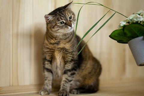 В дар кошку. Дуся, кошечка из Вашего детства в добрые руки. Фото3