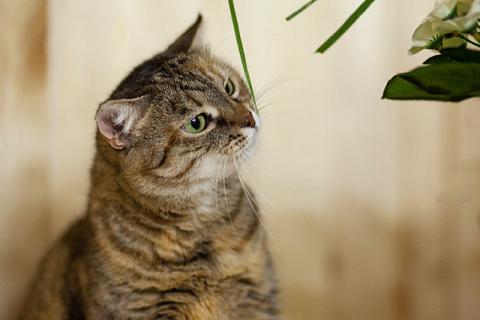 В дар кошку. Дуся, кошечка из Вашего детства в добрые руки. Фото4