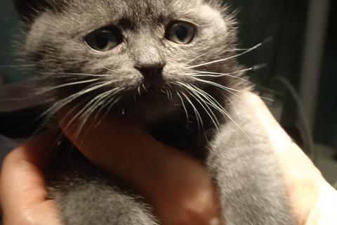 Продаю кошку. Котята полубританцы. Фото2